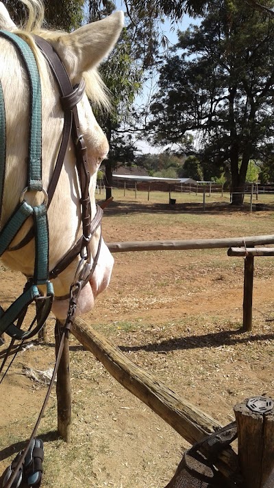 Corkscrew Willow Equestrian