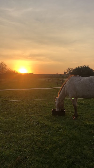 The Oaks Equestrian Livery