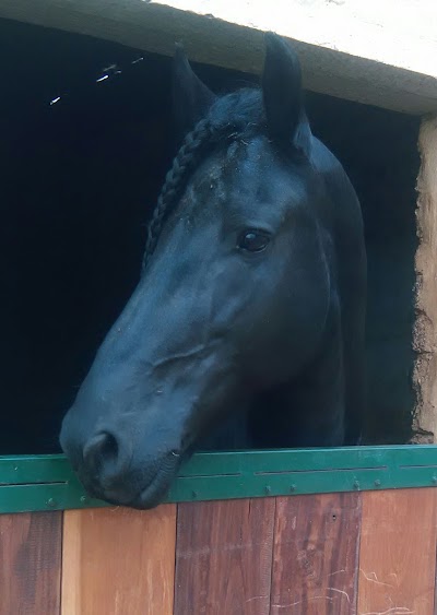 Raleigh Friesian Stud