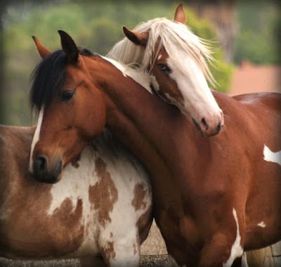 Hearthstone Equestrian