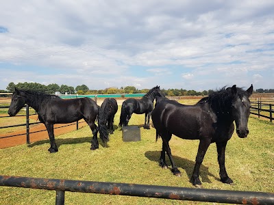 BENMAR BLACK FRIESIAN STUD