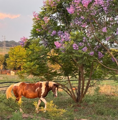 Uniquine Paint & QH Stud