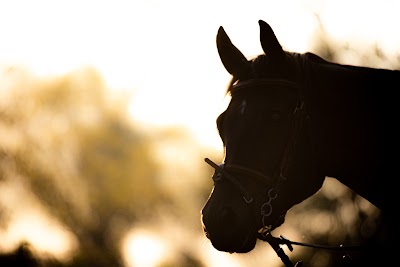 Cavaliere Equine Centre