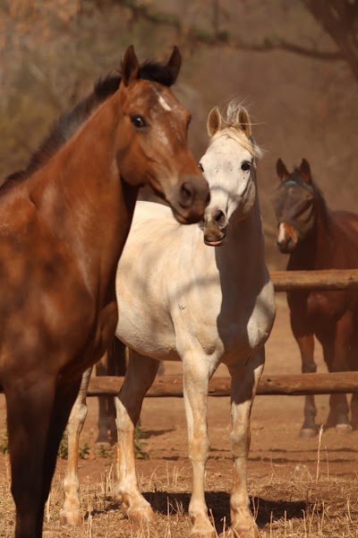 Driftwood Stables & Equine Hydrotherapy Spa