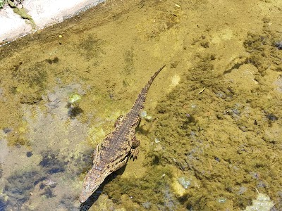 RideJozi @ Lion & Safari Park