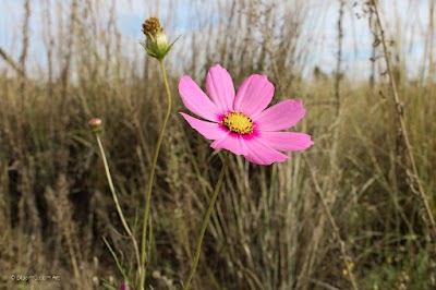 Olivewood Equestrian
