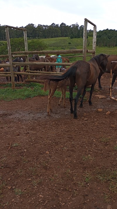 Cathkin Equestrian Centre & SA Boerperd Stud