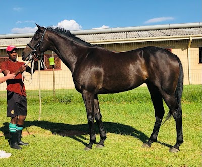 Cape Thoroughbred Sales