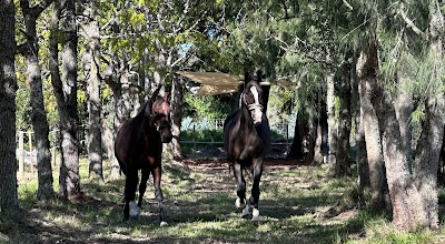 TAMO Equestrian Center