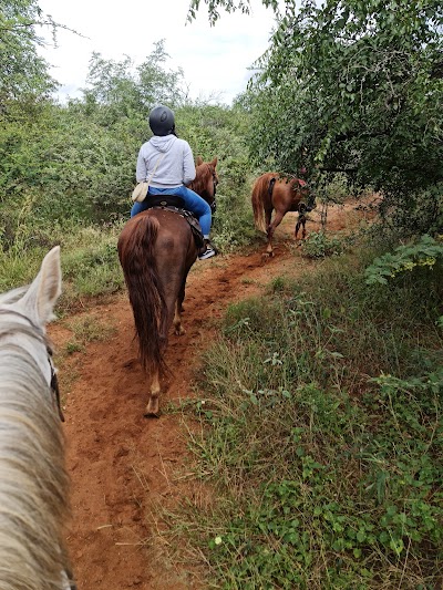 African Dream Horse Safari